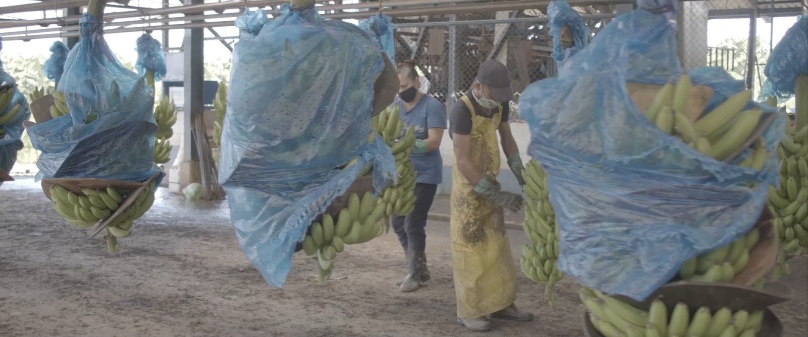 Proceso de selección