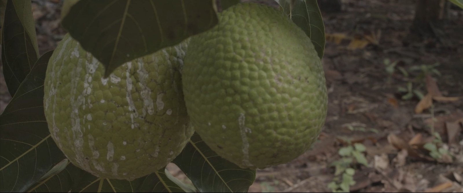 Fruta de pan orgánica