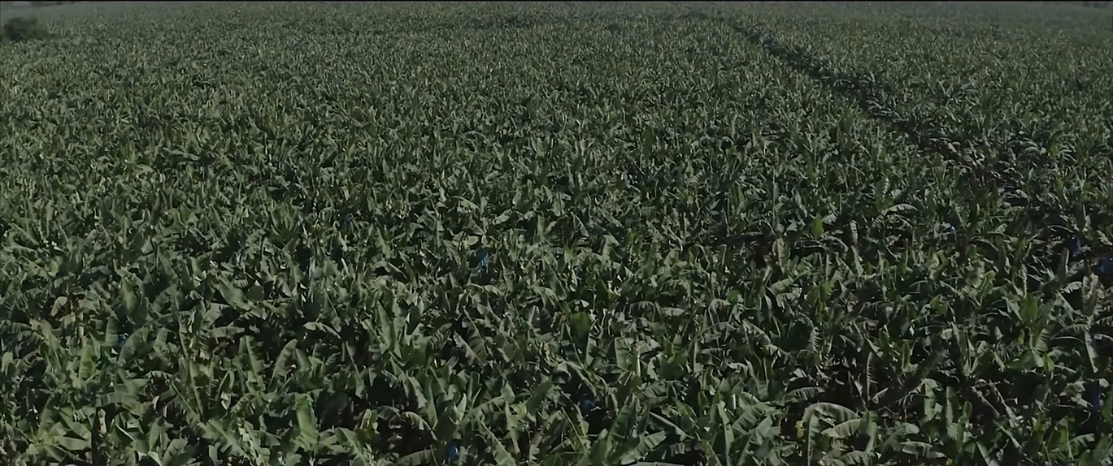 Empaque para distribución