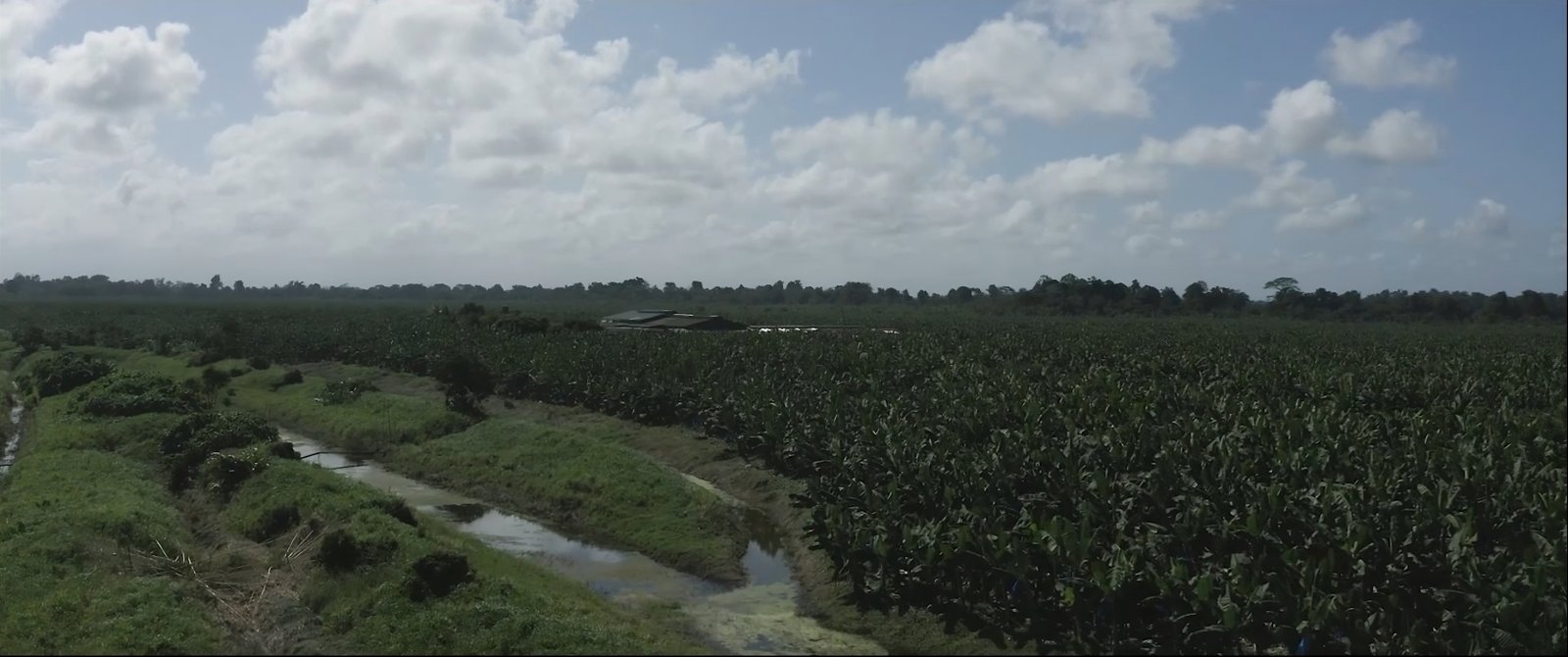 Plantaciones Castifrut